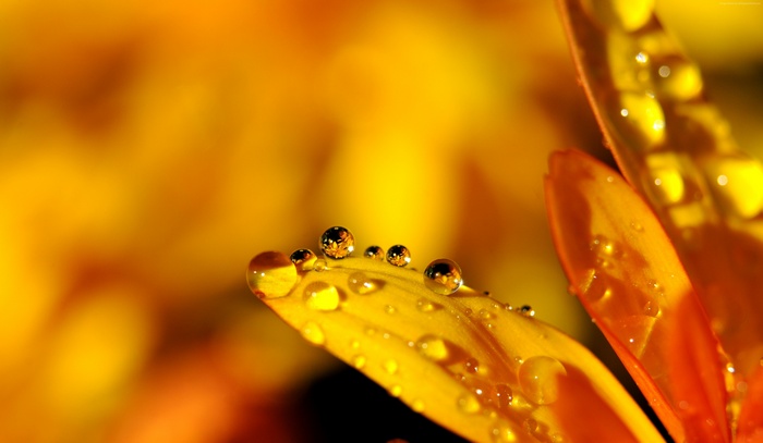Close-up of water drops on an orange flower petal