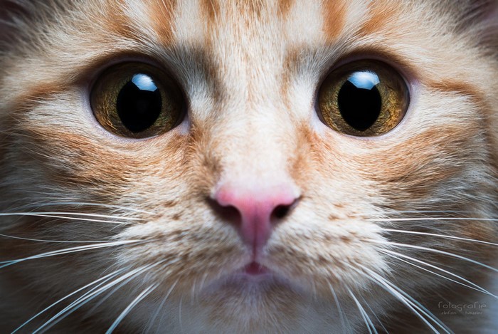 Close up of an orange tabby cat's face