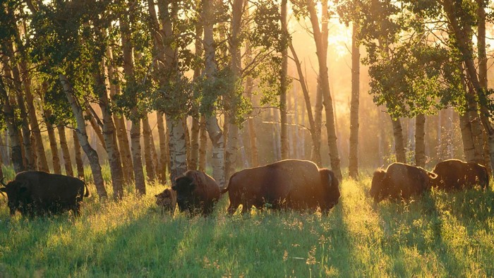 Bison herd grazing in a sunlit forest meadow