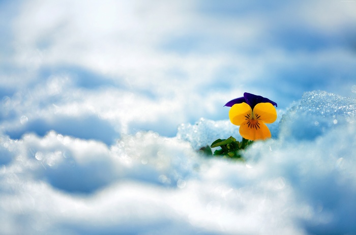 Pansy flower emerging from snow