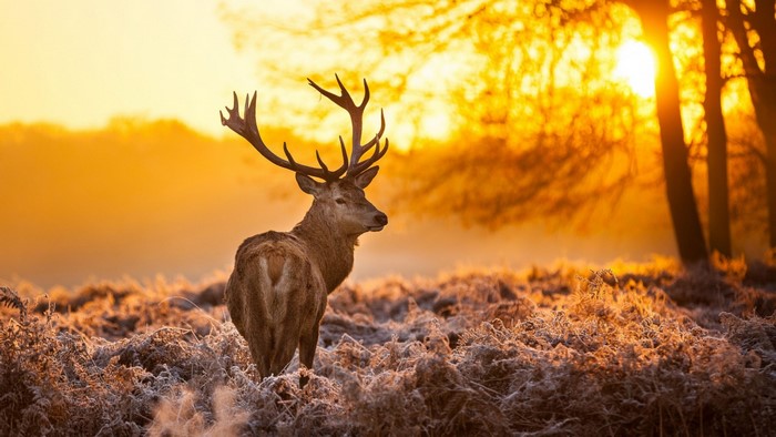 Deer in a frosty field at sunset