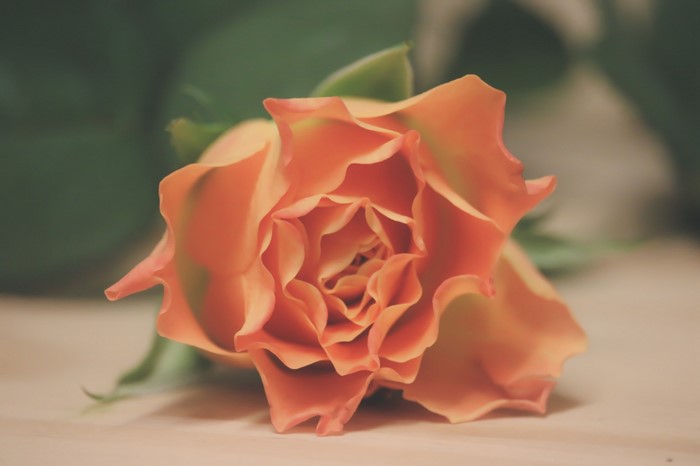 Close up of an orange rose with green leaves