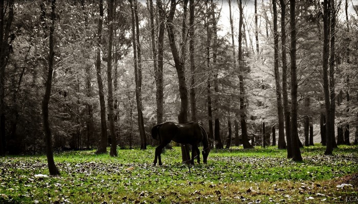 Horse grazing in a forest clearing