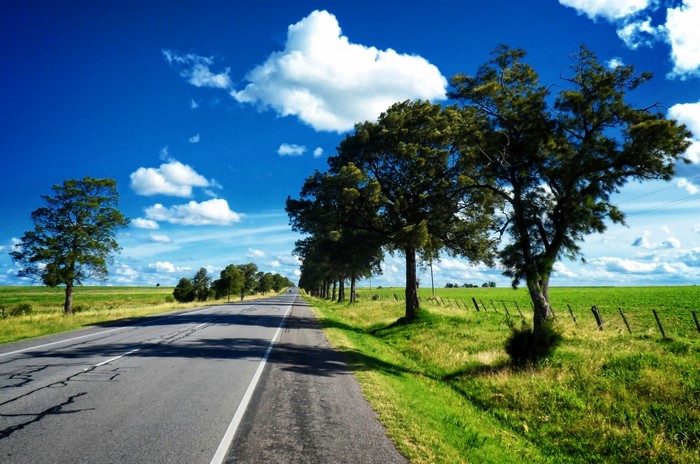 Roadside trees and green fields under a blue sky