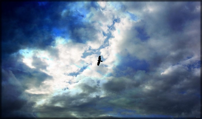 Bird flying through dramatic clouds
