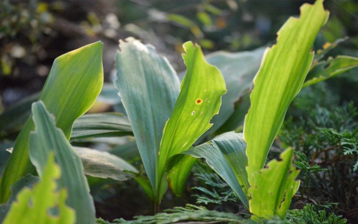 Green leaves with damaged edges in natural light