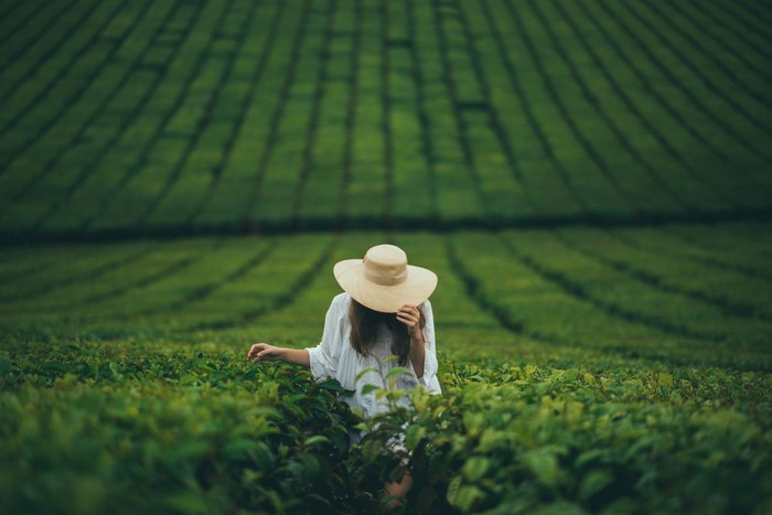 Woman in a hat in a tea field