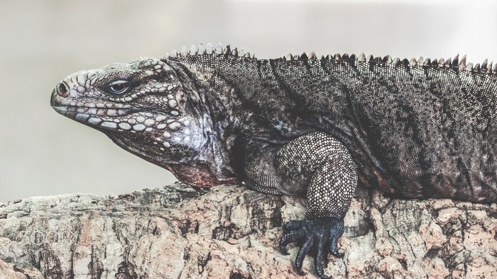 Close-up of a Cuban Rock Iguana on a textured surface