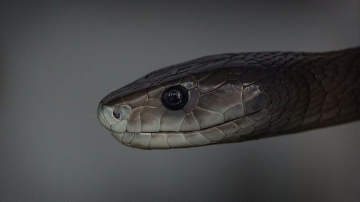 Close up of a black mamba snake head