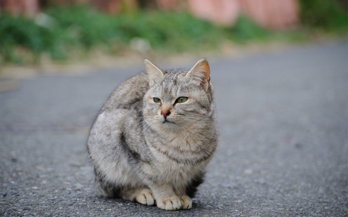 Tabby cat sitting on asphalt road