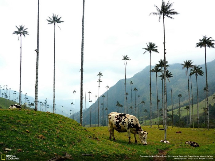 Tall palm trees and cows in a grassy field