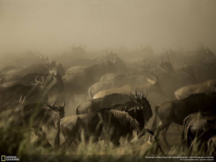 Wildebeest herd migration in dust