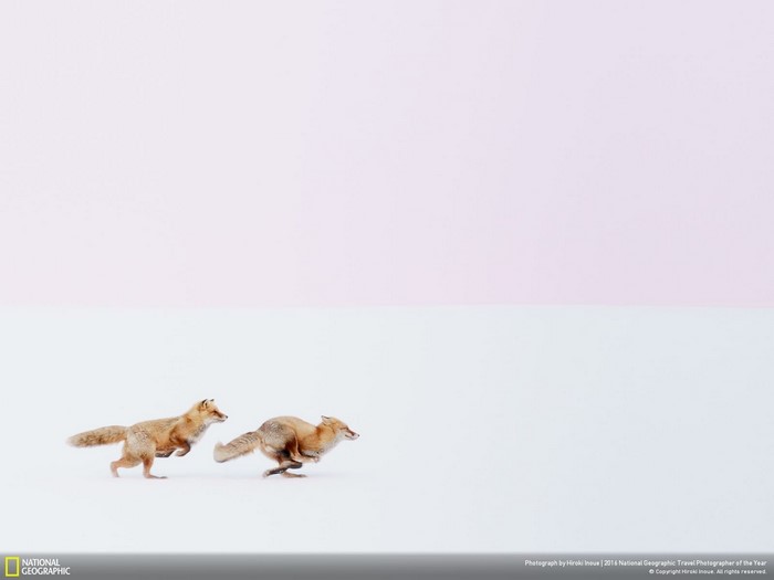 Two foxes running in the snow