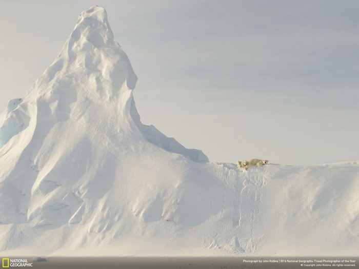 Polar bears resting on an iceberg