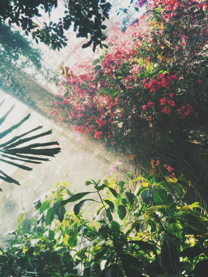 Sunlight filtering through plants and flowers in a greenhouse