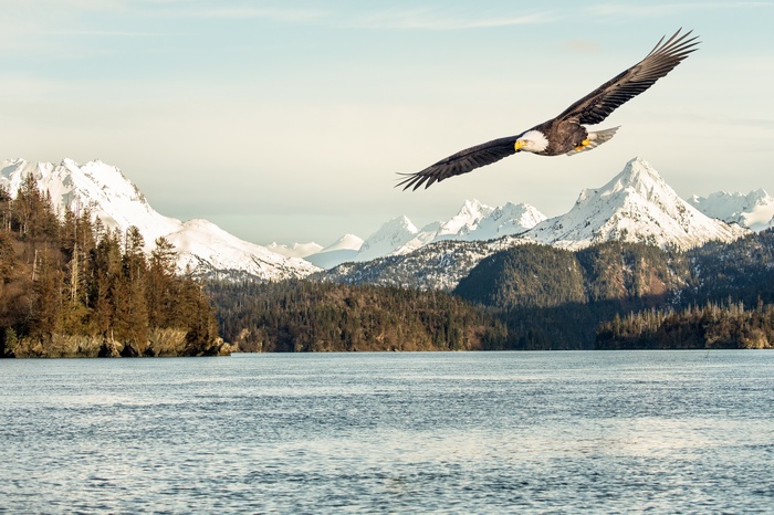 Bald eagle flying over a lake with snow-capped mountains