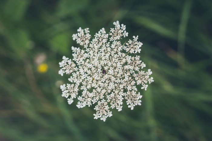 Close-up of a Queen Anne's Lace flower with a ladybug