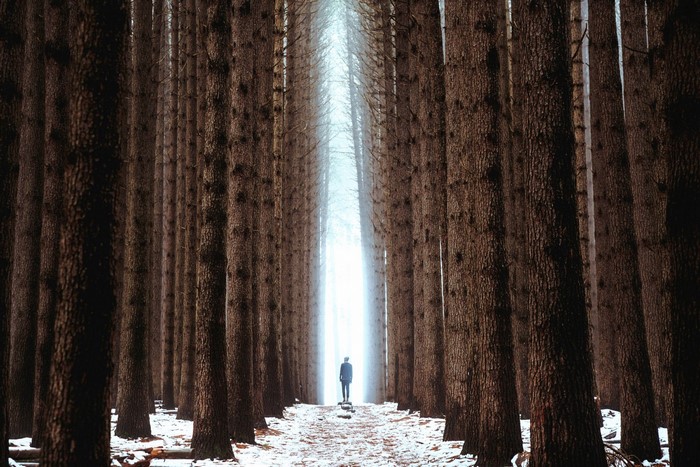 Person standing in a sunlit forest with snow