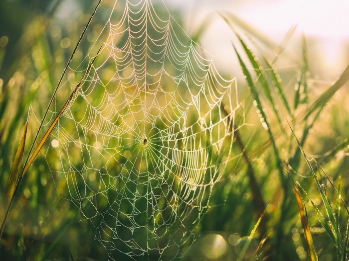 Spiderweb with dew drops in morning sunlight
