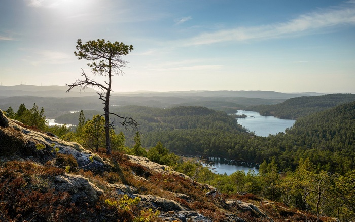 Pine tree on a rocky outcrop overlooking a lake and forest