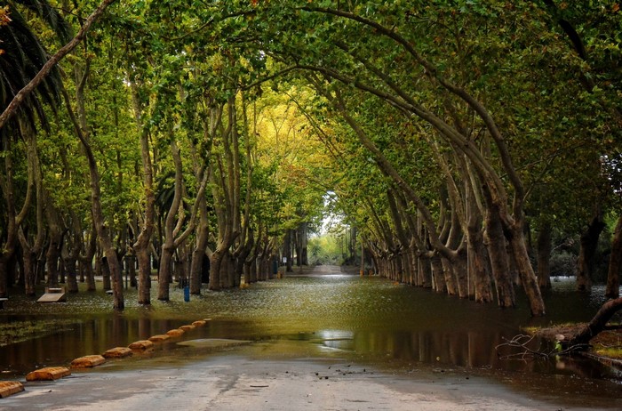 Flooded tree-lined avenue with sunlight filtering through leaves