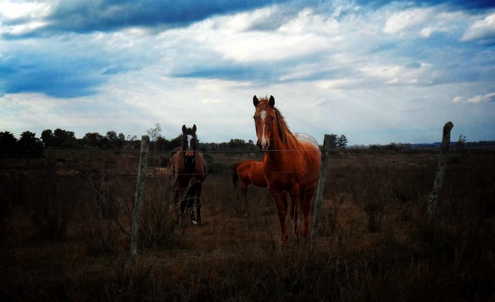 Two horses in a field with a cloudy sky