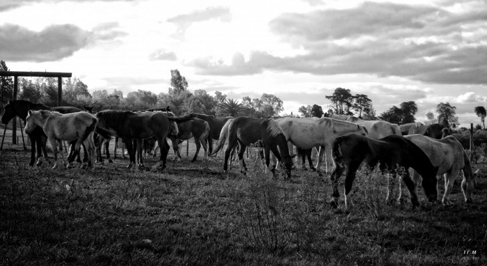 Herd of horses grazing in a field under a cloudy sky
