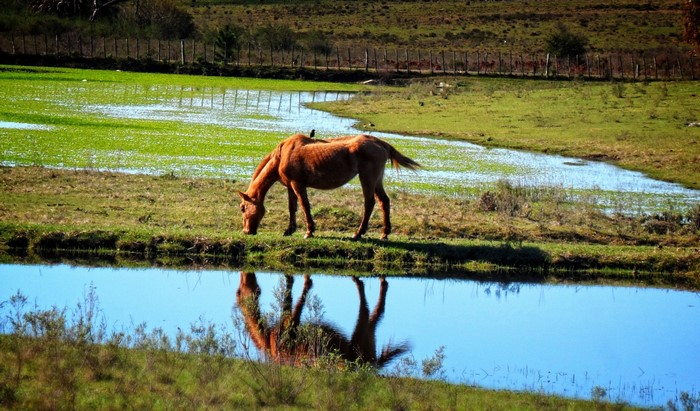 Brown horse grazing by a reflective body of water in a grassy field