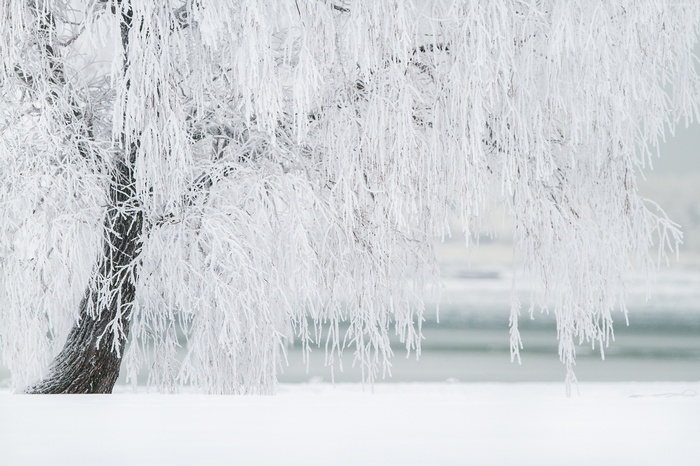 Tree covered in frost in winter