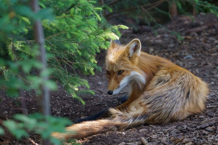 Red fox resting near a pine tree