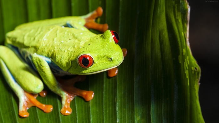 Red-eyed tree frog on a green leaf