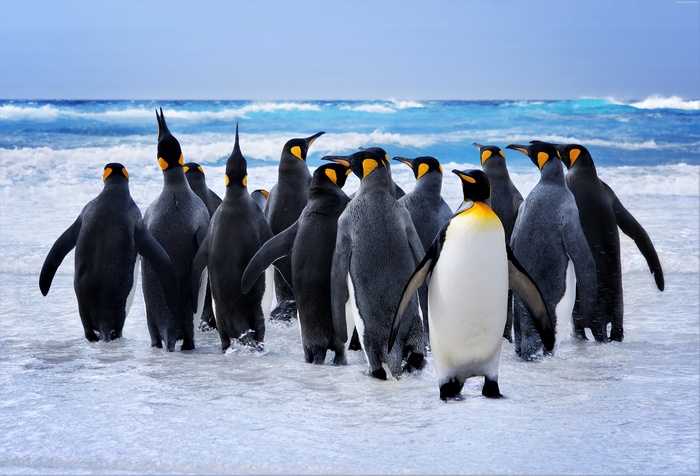 King penguins on a beach with ocean waves