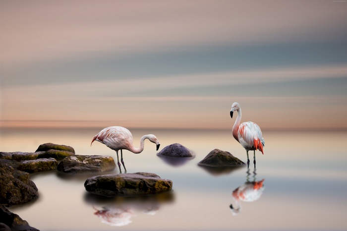 Two flamingos standing in water with rocks