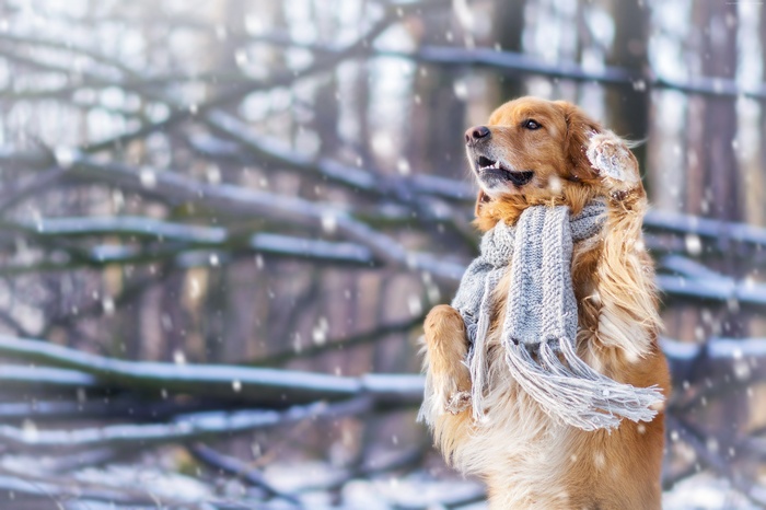 Golden Retriever dog wearing a scarf in the snow