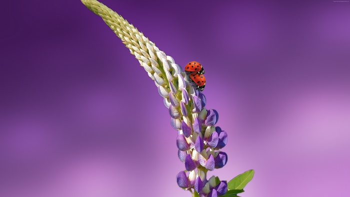 Two ladybugs on a lupine flower