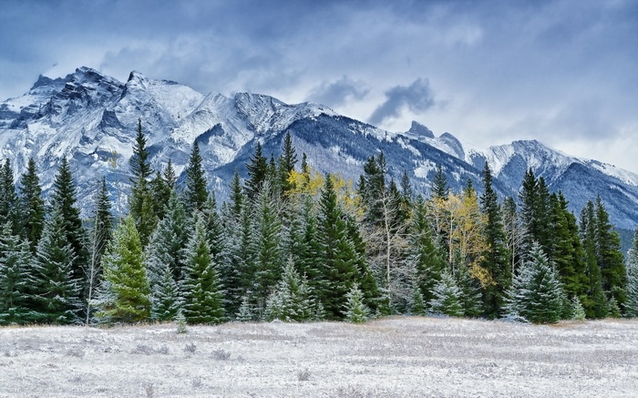 Snowy mountains and evergreen forest in winter