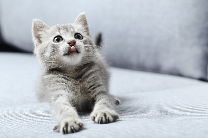 kitten, cute animals, 5k