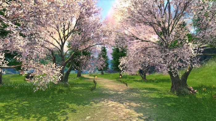 Cherry blossom trees line a path in a garden