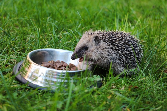 Hedgehog eating from a metal bowl in grass