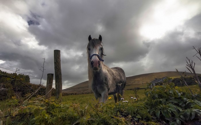 A horse stands in a field under a cloudy sky