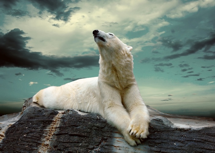 Polar bear lying on rocks under cloudy sky