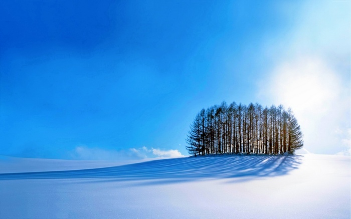 Winter landscape with trees in snow and blue sky 4K