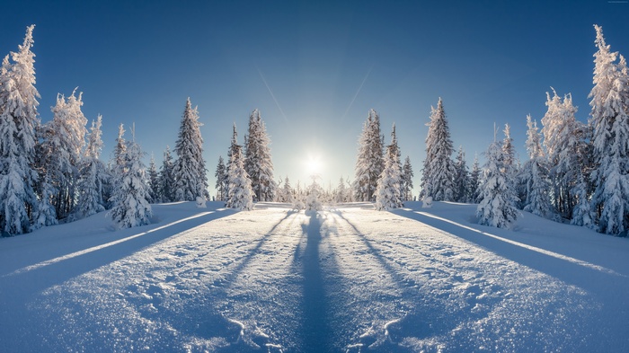 Snow covered trees in a forest during winter