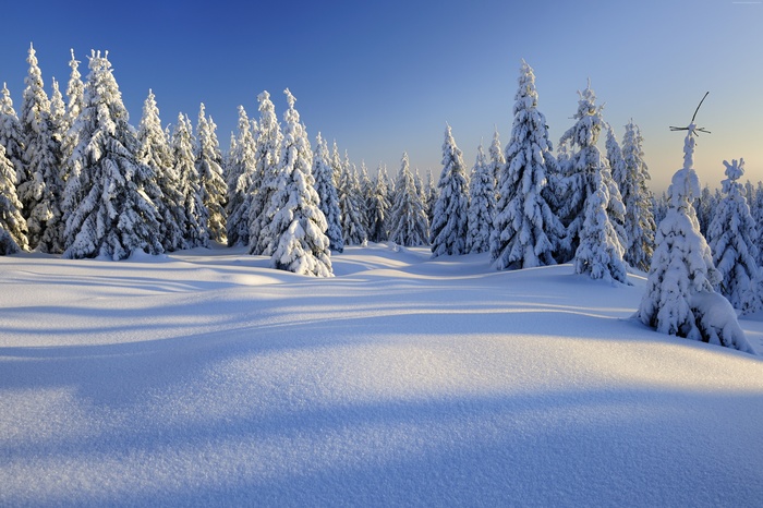Snow covered trees in a winter forest