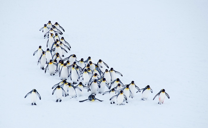 A group of king penguins walking in the snow