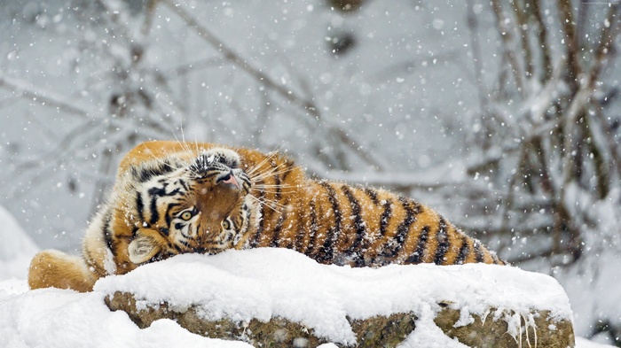 Tiger lying in snow during winter