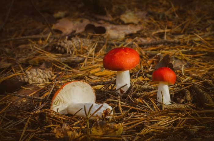 Three red-capped mushrooms on forest floor