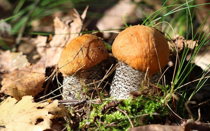 Two orange-capped mushrooms in a forest floor setting