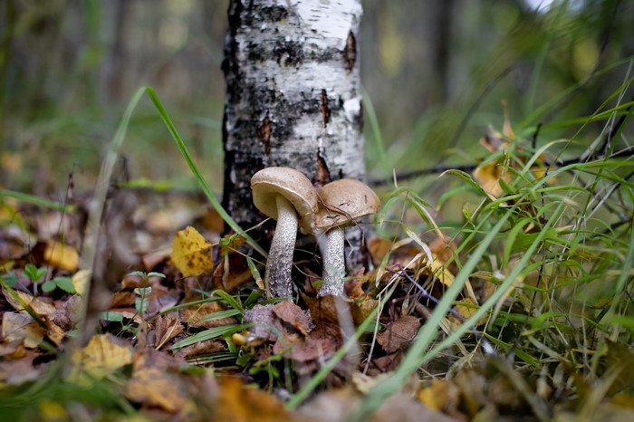 Two mushrooms by a birch tree in a forest