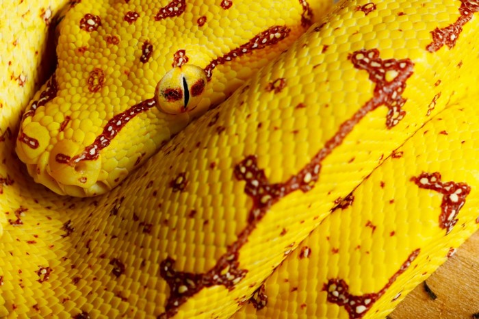 Close up of a yellow python snake with red markings